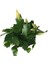 Schlumbergera 'White' (Yılbaşı Çiçeği) 2