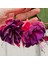 Nadir Xxl Çiçekli Marbeller Magenta Purple Rain Küpe Çiçeği Fidesi (1 Adet) 1
