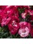 Nadir Kokulu Sweet Pleasure Rose Bicolor Karanfil Çiçeği Fidesi (1 Adet) 1