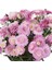 Aramis Double Pink Katmerli Çeşme Papatyası Çiçeği Fidesi (2 Adet Fide) 1