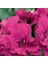 Sarkan Grandeur Ivy Magenta Sakız Sardunya Fidesi (1 Adet) 1