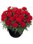 Nadir Kokulu Sweet Pleasure Red Karanfil Çiçeği Fidesi (2 Adet) 1