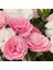 Sweet Pleasure Pastel Light Pink Kokulu Karanfil Fidesi (1 Adet) 1
