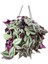 Alacalı Yapraklı Tradescantia Zebrina Telgraf Çiçeği Fidesi (5 Adet) 1