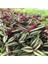 Alacalı Yapraklı Tradescantia Zebrina Telgraf Çiçeği Fidesi (5 Adet) 2