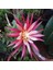 Epiphyllum Selenicereus Anthonyanus Atlas Çiçeği Fidanı (9'luk Saksıda) 2