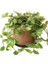 Tradescantia Flumensis Telgraf Çiçeği Fidesi (5 Adet) 1