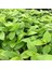 Tradescantia Flumensis Telgraf Çiçeği Fidesi (5 Adet) 2