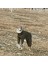 Köpek Giysileri, Yeşil Kapüşonlu Kış Dört Ayaklı Köpek Pamuk Kazak - Greyhound, Alaska Büyük Köpek Özel Kalıp (Yurt Dışından) 3