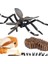 Çocuk Böcek Sivrisinek Büyüme Modeli Playset Öğrenme Biyoloji Oyuncaklar Temalı Parti (Yurt Dışından) 3