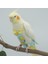 Monk Parakeet Stili Için Kuş Papağanı Tüy Bağlı Uçuş Takımı Kıyafetleri Luişku Yalama Tüy Bebek Bezi - Türkçe (Yurt Dışından) 5