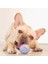 Siyah Stil Köpek Oyuncakları Köpek Kemik Oyuncak Molar Terlik Şekil Diş Temizleme Çubuğu Pet Aksesuarları Için Köpek Aksesuarları Büyük Küçük Köpekler Için (Yurt Dışından) 2
