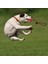 Kırmızı Stil 50X50X50MM Köpek Oyuncakları Etkileşimli Dişler Kauçuk Isırma Komik Yavru Eğitim Topu Çiğni Oyuncaklar Oyna Git Katı Taşıyıcı Ipten Saplı Köpek Evcil Hayvan (Yurt Dışından) 4