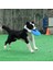 Turuncu Tarzı Çap 15CM Zlar Köpek Oyuncakları Köpek Eğitim Pp Uçan Disk Oyuncaklar Pet Malzemeleri Köpek Aksesuarları Evcil Hayvan Ürünleri Köpek Yavrusu Diskler (Yurt Dışından) 5