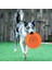 Sarı 18CM Tarzı 2021 Yeni Köpek Tasması Silikon Yumuşak Frizbi Köpek Eğitimi Için Isırıklara Dayanıklı Frizbi Büyük Köpekler Için (Yurt Dışından) 2