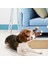 Boz Ayı Stili Eğlenceli Evcil Hayvan Oyuncak Eşek Şekilli Kadife Çiğneme Oyuncak Köpekler Yavru Squeaker Squeaky Peluş Kemik Diş Oyuncak Evcil Köpek Eğitim Köpek Aksesuarları (Yurt Dışından) 4