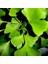 Mabet Ağacı [Ginkgo Biloba] Fidanı 80-100 cm boy - 3 Yaş 2