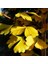 Mabet Ağacı [Ginkgo Biloba] Fidanı 80-100 cm boy - 3 Yaş 3