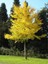 Mabet Ağacı [Ginkgo Biloba] Fidanı 80-100 cm boy - 3 Yaş 4