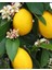 Tüplü Aşılı Yediveren Limon Fidanı 2/3 Yaş 1