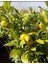 Tüplü Aşılı Yediveren Limon Fidanı 2/3 Yaş 2