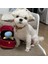 Yüzük Kutusu Peluş Oyuncak Aşk Kılıfı Dolması Pet Çiğneme Oyuncak Sesler Yavru Çocuklar Yumuşak Köpek Ilgilenen Oyuncaklar (Yurt Dışından) 5