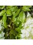 Человеческие Цветы,36 Paket (43.2 Ft) Yapay Wisteria Vine Sahte Wisteria Asılı Çelenk Ipek Uzun Asılı Çalı Çiçekler Dize Parti Dekoru (Yurt Dışından) 4