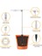 led Büyüyen Işık, Kapalı Bitki Yetiştiriciliği Için Halo Bitki Lambası, Otomatik Zamanlayıcı 4/8/12/18 Saat, Bonsai Succulents Küçük Bitkiler Için (Yurt Dışından) 5