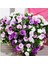 Calita Katmerli Double Mixed Calibrochoa Çiçeği Fidesi (5 Adet) 1