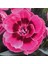 Kokulu Sweet Pleasure Pink Eye Karanfil Çiçeği Fidesi (2 Adet) 1