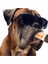 Komik Köpek Oyuncakları - Orta, Küçük ile Uyumlu Peluş Gıcırdayan Oyuncaklar - Köpeğin Doğum Günü ile Uyumlu Havalı Doldurulmuş Sevimli Hediyeler (Yurt Dışından) 3