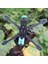 Apex Hd 5 Inç Hd5 Quadcopter Çerçevesi + 3D Baskılı Parça Kiti 5.5mm Kol Karbon Fiber ile Uyumlu Fpv Rc Yarış Drone ile Uyumlu (Yurt Dışından) 1