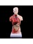 2022 Yeni Insan Torso Vücut Modeli Anatomik Iç Organlar Öğretim Için (Yurt Dışından) 1