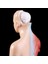 2022 Yeni Insan Torso Vücut Modeli Anatomik Iç Organlar Öğretim Için (Yurt Dışından) 2