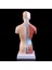 2022 Yeni Insan Torso Vücut Modeli Anatomik Iç Organlar Öğretim Için (Yurt Dışından) 3