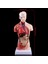 2022 Yeni Insan Torso Vücut Modeli Anatomik Iç Organlar Öğretim Için (Yurt Dışından) 4