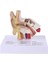 1.5 Kat Büyüklüğünde Insan Kulak Modeli Bilimsel Anatomik Öğretim Malzemeleri Anatomi Çalışması Gösteri Profesyonel (Yurt Dışından) 1