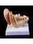 1.5 Katı Büyütme Insan Kulak Anatomisi Modeli Organ Tıbbi Eğitim Malzemeleri Profesyonel (Yurt Dışından) 4