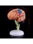2022 Yeni 4D Sökülebilen Anatomik Insan Beyin Modeli Anatomi Öğretim Aracı Heykeller Okul Kullanımı (Yurt Dışından) 4