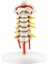 Insan Boyun Omurga Anatomisi Modeli Tıp Eğitim Kaynakları - Satın Al (Yurt Dışından) 1