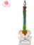 Anatomi Modeli Pvc Malzeme 45Cm Renk Farklılaşması Insan Esnek Omurga Iki Femur Ile (Yurt Dışından) 1