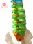 Anatomi Modeli Pvc Malzeme 45Cm Renk Farklılaşması Insan Esnek Omurga Iki Femur Ile (Yurt Dışından) 4