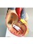 Insan Kalbi Anatomik Anatomik Model Vücut Tıbbi Organ Modeli Emulasyon + Stand Tıp Bilim Eğitim Malzemeleri (Yurt Dışından) 4