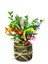 Dilek Ağacı Buxus Bonsai California Dekoratif Saksıda Şimşir Canlı Çiçek Şans Para Aşk Sağlık Hediye 1