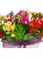 Cheerful Kalanchoe & Beyaz Kase Beton Saksıda Canlı Çiçekler Kuru Çiçek Lavanta Süslü Hediye 4