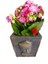 Kalanchoe Canlı Bitki Atatürk Büstü Beton Saksıda & Çiçekli Bitki & Hediye Salon Cicekleri 1