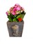 Kalanchoe Canlı Bitki Atatürk Büstü Beton Saksıda & Çiçekli Bitki & Hediye Salon Cicekleri 2