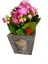 Kalanchoe Canlı Bitki Atatürk Büstü Beton Saksıda & Çiçekli Bitki & Hediye Salon Cicekleri 3