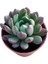 Pembe Yakut Eçeverya Sukulent / 5,5 cm Saksıda / Echeveria Pink Ruby Succulent 2