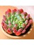 Pembe Yakut Eçeverya Sukulent / 5,5 cm Saksıda / Echeveria Pink Ruby Succulent 5